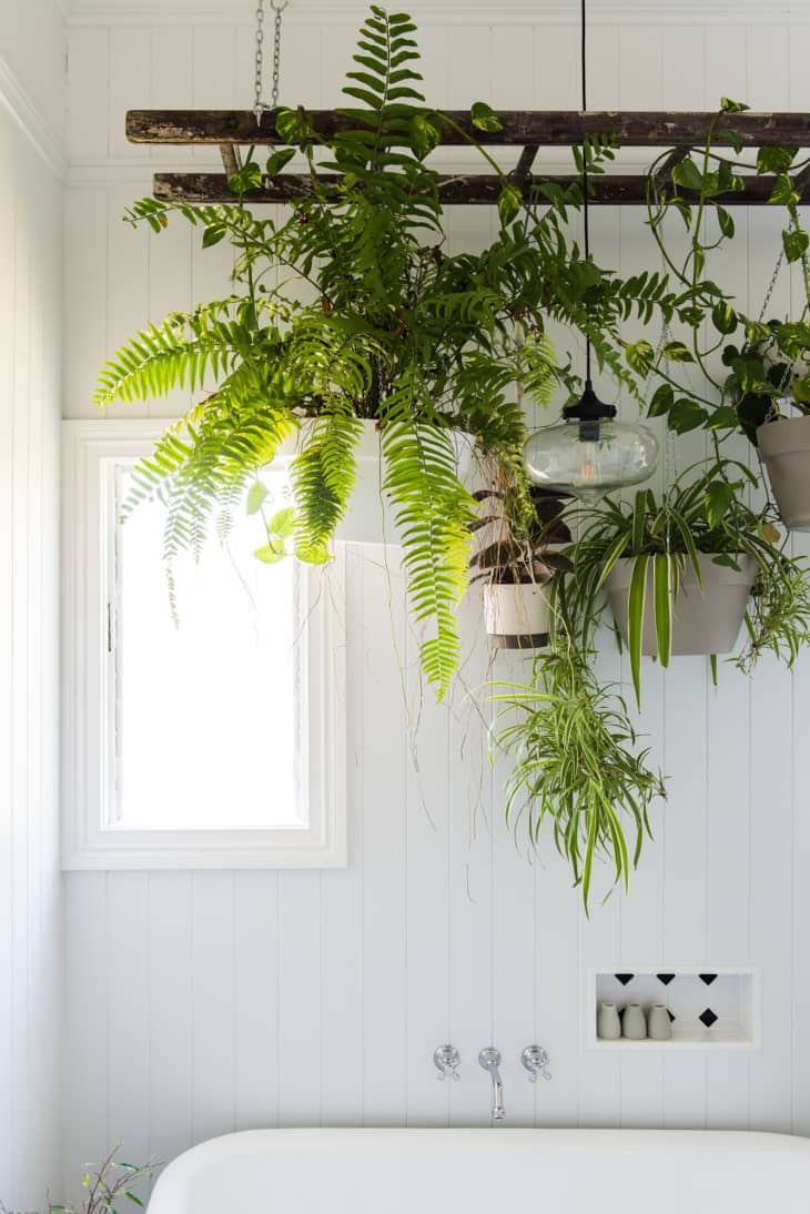 How to Display Houseplants 100 of Our Favorite PlantDisplay Ideas